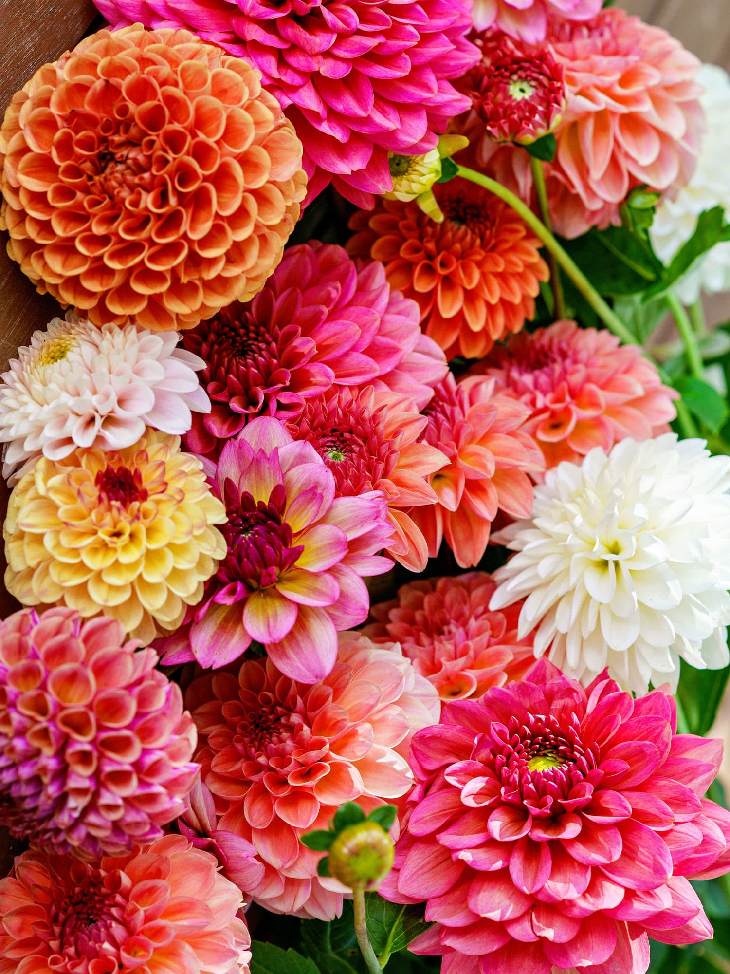 Bright dahlia bouquet featuring pink, orange, and white blooms in full layered petals