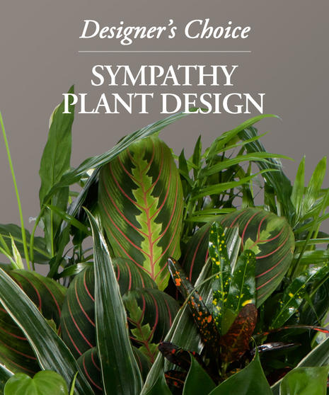 Image showcases a Sympathy Plant Design - Designer's Mix crafted by McNamara Florist's skilled designers.