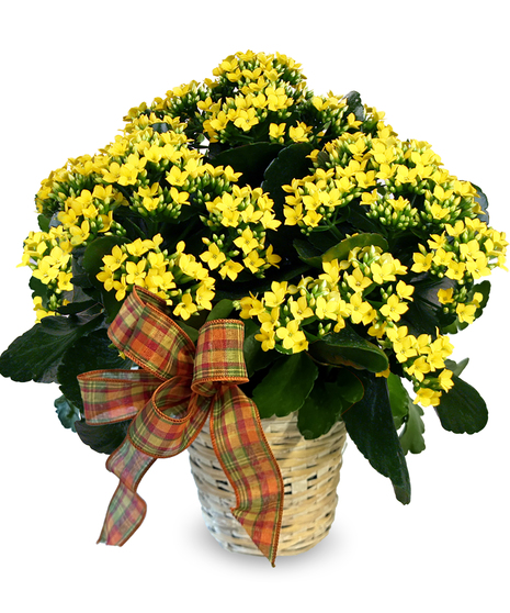 Pink kalanchoe plant presented in a charming basket container with a plaid bow