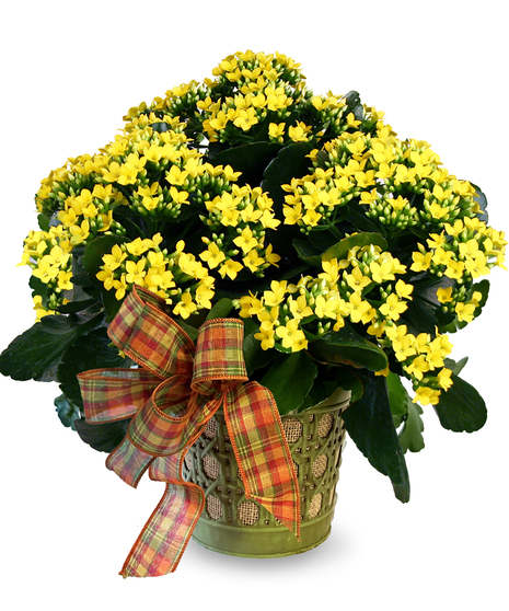 Blooming Kalanchoe