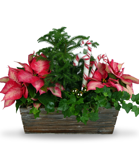 Jingle Bell Blooms