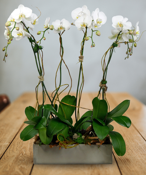 Lux Orchids