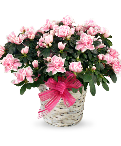 Amazing Azalea