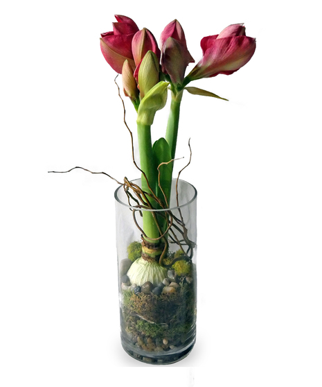Amaryllis