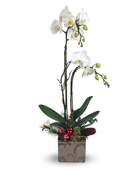 A white phalaenopsis orchid with two tall stems of delicate blooms, arranged in a gold container with evergreen sprigs
