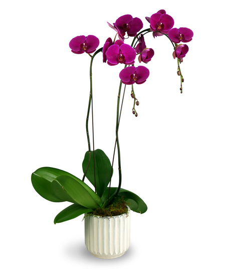 Sophisticated Love Orchid