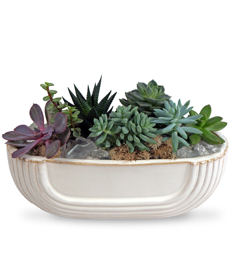 Succulents in Eos Ceramic