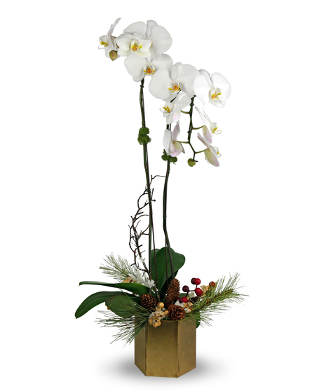 Winter Orchid