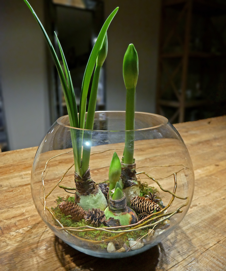 Triple Amaryllis Bubble Bowl