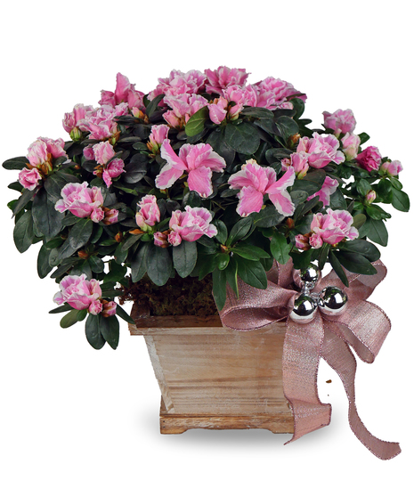 Holiday Azalea