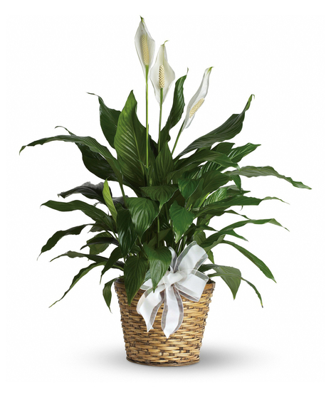 Image features a Peace Lily Plant with lush dark green foliage and delicate white lily blossoms. The plant is showcased in a decorative pot, 