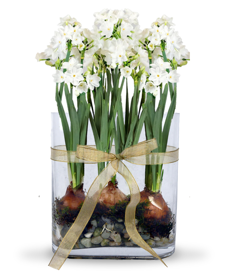 Paperwhite Bulb Garden