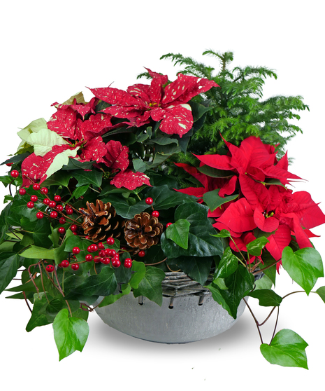 Festive Holiday Bowl